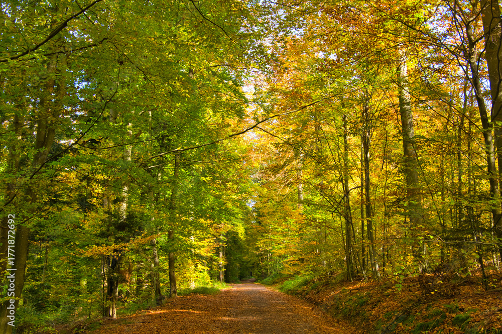 Fototapeta premium Herbstwald bei Oberweier in der Ortenau