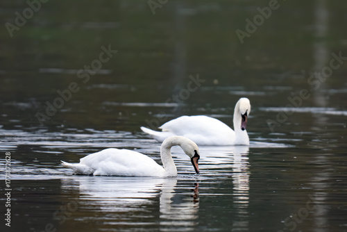 a swan swims on the river