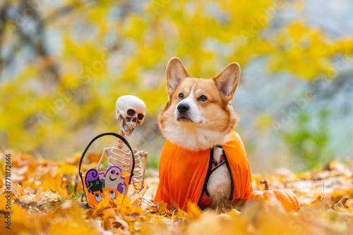 corgi in an autumn park dressed for Halloween