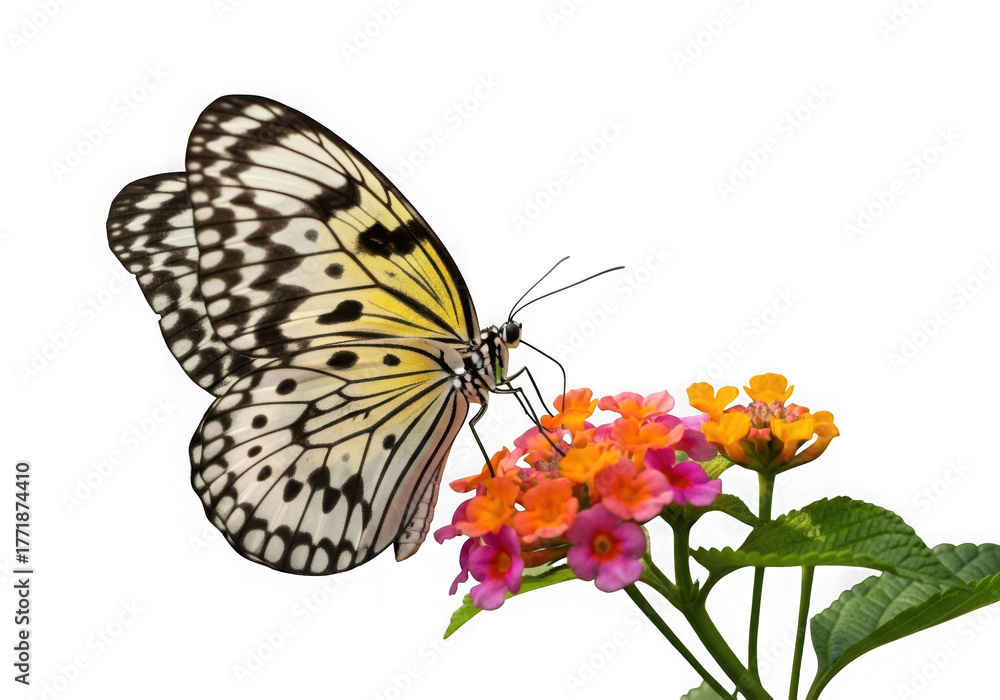 Obraz premium Delicate white butterfly alights on vibrant orange and pink flowers in stunning detail isolated on transparent background