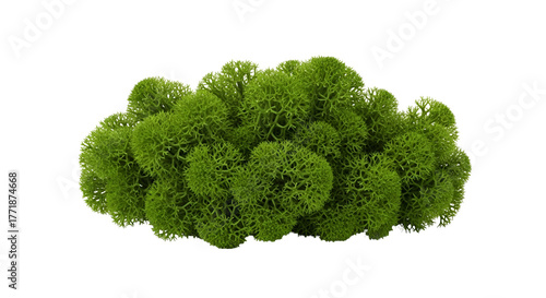 Reindeer moss, a type of lichen, isolated on transparent background
