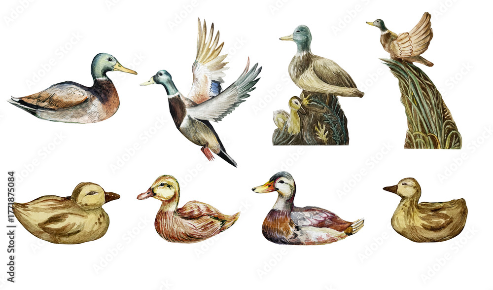 Obraz premium Watercolor clipart set with wild ducks, reeds, lotus flowers, binoculars, backpack, cap, and paint textures. Perfect for nature-themed designs, adventure projects, scrapbooking, and DIY crafts