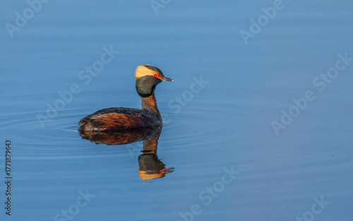 A Male Horned Grebe in Alaska