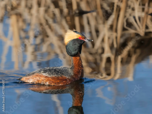 A Male Horned Grebe in Alaska