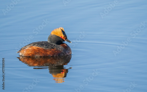 A Male Horned Grebe in Alaska