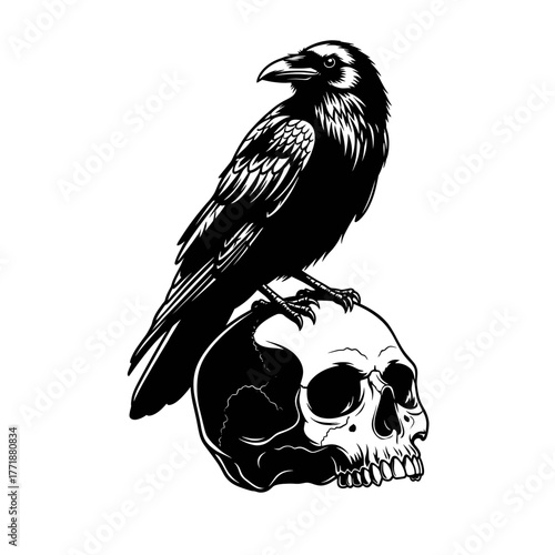 Black raven perched on a human skull silhouette isolated on white background