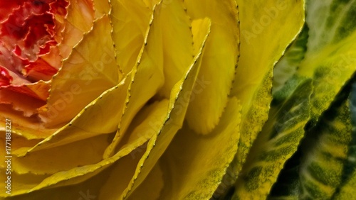 Vibrant Yellow and Red Ornamental Cabbage Flower Macro