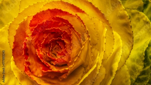 Vibrant Yellow and Red Ornamental Cabbage Flower Macro