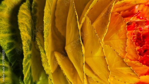 Vibrant Yellow and Red Ornamental Cabbage Flower Macro