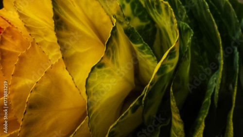 Abstract Macro of Yellow and Green Leaves with Natural Texture