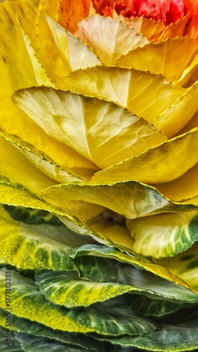 Close-up Macro of Ornamental Cabbage (brassica oleracea) Leaves with Yellow and Orange Texture