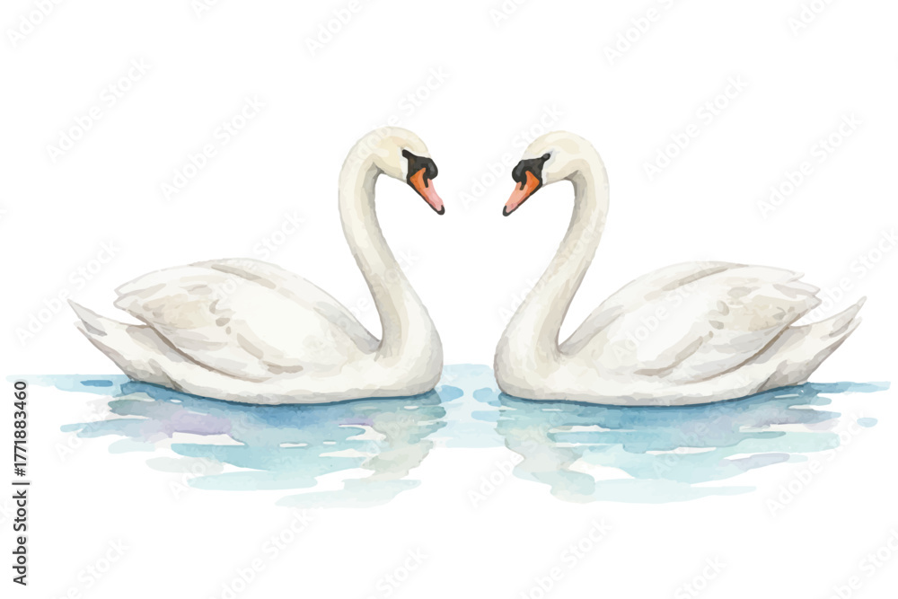 Obraz premium Two swans vector illustration, pair of white birds facing each other on calm water