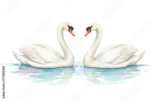Two swans vector illustration, pair of white birds facing each other on calm water