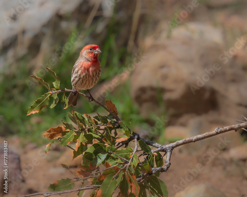 A House Finch Male showing off his color to attract a mate.