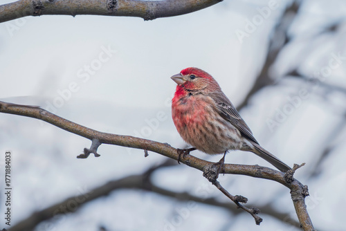 A House Finch Male showing off his color to attract a mate.