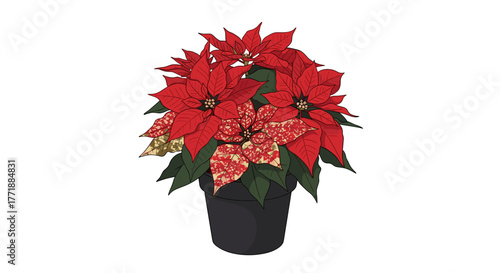 Vector  illustration of a potted poinsettia plant with red bracts and green leaves in a black pot