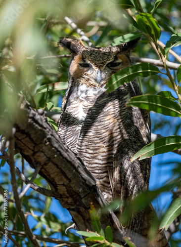 Up close great horned owl in light and shade