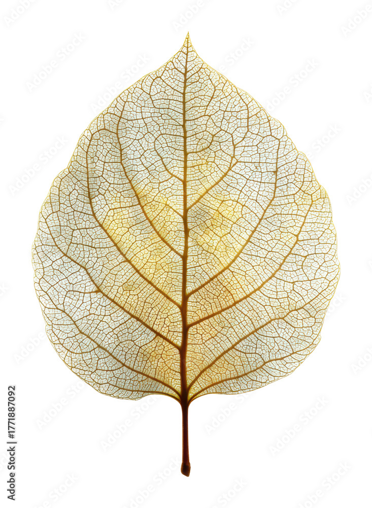 Obraz premium Delicate leaf structure forest floor botanical nature natural beauty isolated on transparent background