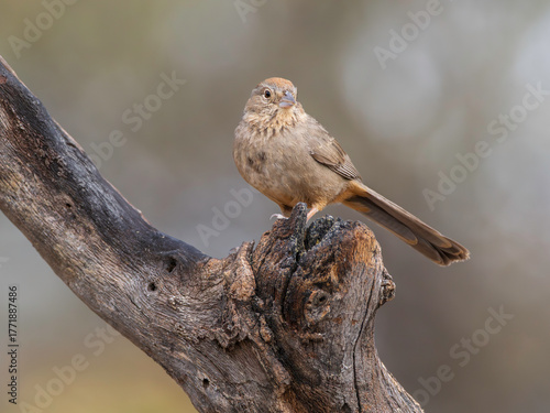 A Canyon Towhee Pose in Arizona