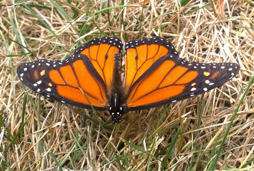 Monarch Butterfly