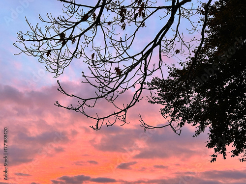Tree branches against colorful sunrise sky with pink and blue clouds