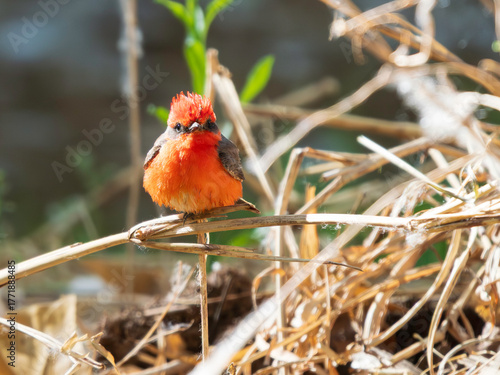 Male Vermilion Flycatcher in Arizona