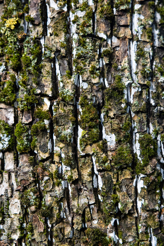 tree bark texture