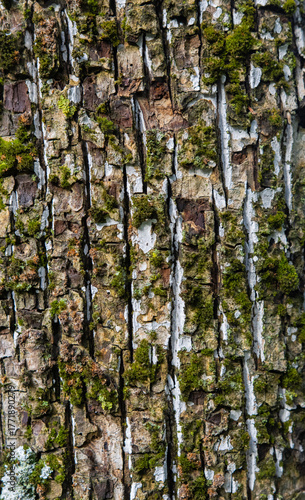 tree trunk in the forest