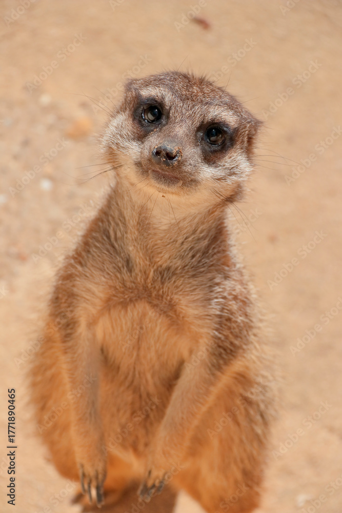 Naklejka premium Un suricate au regard attendrissant