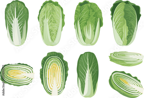 Fresh napa cabbage collection, green leafy vegetable illustration, healthy organic food design