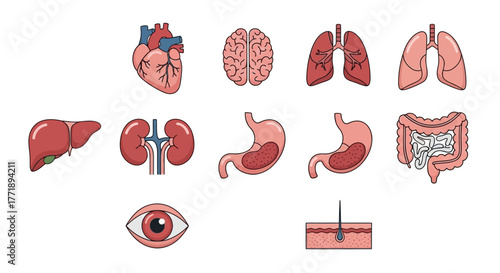 Human Internal Organs Illustration: Heart, Brain, Lungs, Liver, Kidneys, Stomach, Intestine, Eye, and Skin