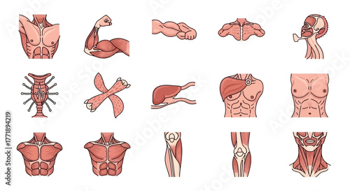Anatomical Illustration of Human Muscles and Body Parts