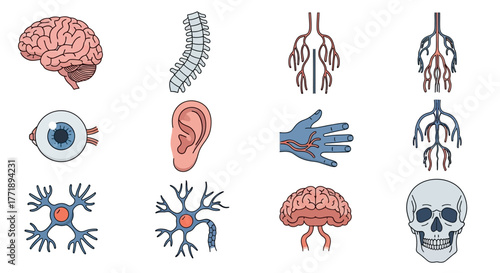 Human Anatomy Illustration: Brain, Spine, Eye, Ear, Hand, Nerves, Neuron, Skull