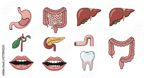 Cartoon Illustration of Human Internal Organs: Stomach, Intestines, Liver, Pancreas, Gallbladder, Mouth, Tooth