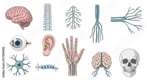 Anatomical Illustration of Human Body Parts: Brain, Spine, Eye, Ear, Hand, Nerves, Neuron, Skull