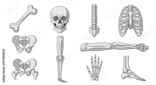 Anatomical Illustration of Human Skeletal System Components