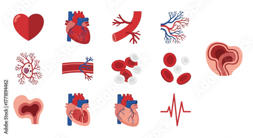 Human Circulatory System Elements: Heart, Blood Vessels, and Cells