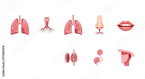 Anatomical Illustration of Human Respiratory System and Facial Features