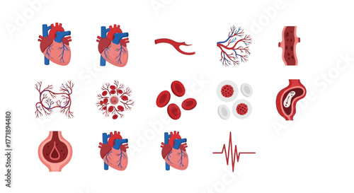 Human Heart and Blood Vessel Anatomy Illustration Set for Medical Education