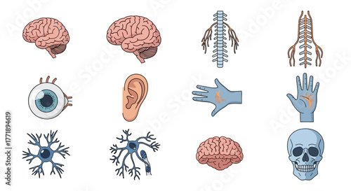 Human Anatomy Illustration: Brain, Spine, Eye, Ear, Hand, Neuron, and Skull
