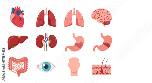 Human Internal Organs Vector Illustration: Heart, Lungs, Brain, Liver, Kidneys, Stomach, Intestine, Eye, Head, and Skin