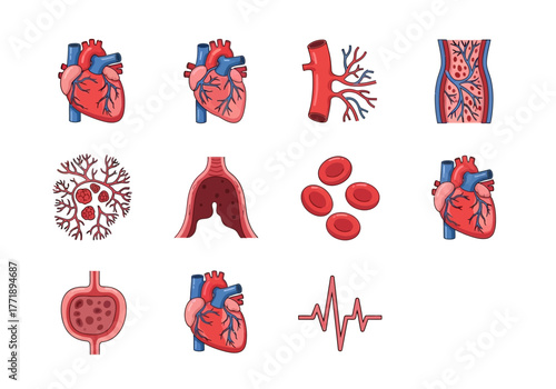 Human Heart and Circulatory System Anatomy Illustration Set
