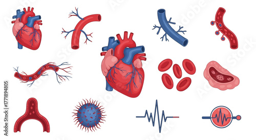 Human Heart and Blood Vessels Anatomy Illustration