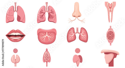 Human Anatomy: Illustration of Respiratory System, Mouth, Tongue, Nose, Tooth, and Glands