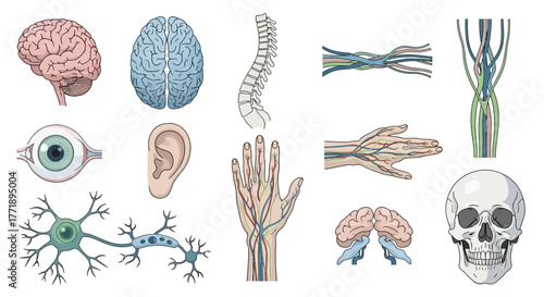 Human Anatomy Illustration: Brain, Spine, Eye, Ear, Hand, Nerves, Skull