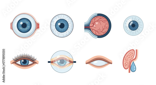Eye Anatomy Illustrations: Detailed Depictions of the Human Eye and Related Structures