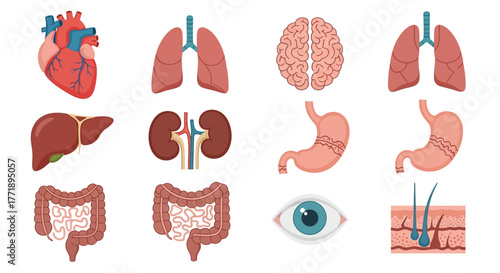 Human Internal Organs: Heart, Lungs, Brain, Liver, Kidneys, Stomach, Intestines, Eye, and Skin