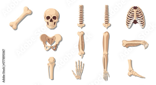 Human Skeleton Anatomy: Skull, Rib Cage, Spine, Pelvis, Limbs, and Bones