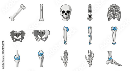 Anatomical Illustration of Human Skeletal System, Bones and Joints