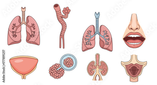 Human Anatomy Illustration: Lungs, Trachea, Mouth, Bladder, and Alveoli